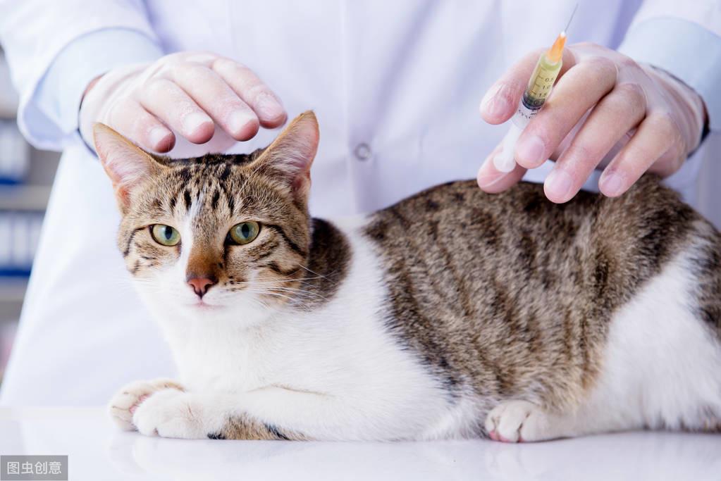 猫的健康与疫苗注射，关于猫几个月能打狂犬疫苗的探讨