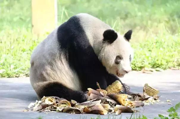 广东熊猫物流有限公司，物流行业的璀璨新星